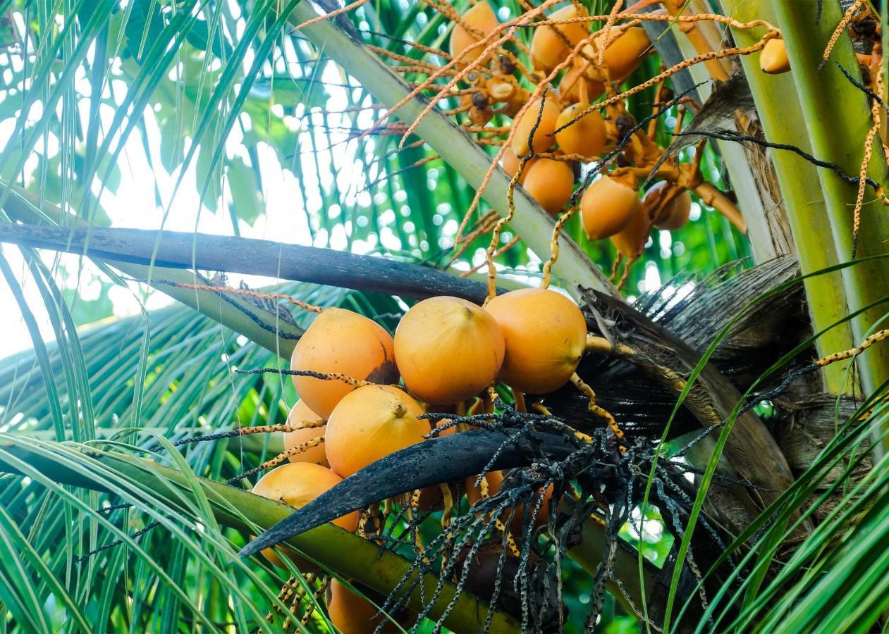 Plantation Inn Weligama Luaran gambar